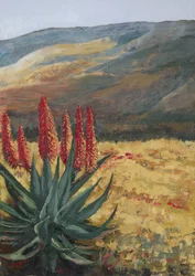 Aloe rojo «Desert Bloom»