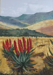 Aloe rojo en la ladera