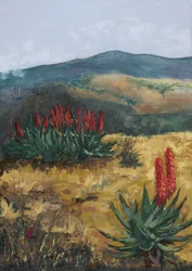 Red Aloes Desert Hills