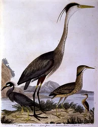 Garzas, grabado por I. G. Marnicke