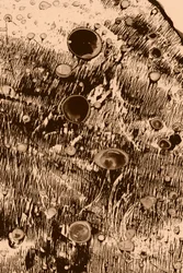 Oxígeno