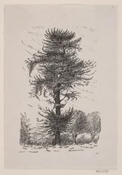 Roble en Guldberg