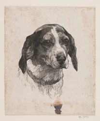 Cabeza de perro