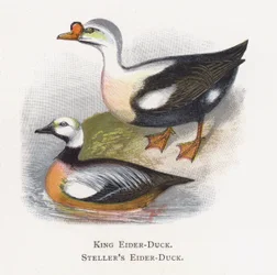 El Eider Rey, El Eider de Steller