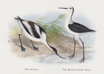 El avoceta, El cigüeñuela
