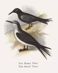 El Charrán Negro, El Charrán Sooty