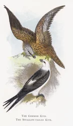 El Milano Común, El Milano de Cola de Golondrina