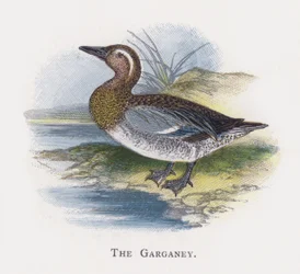 El Cerceta Carretona