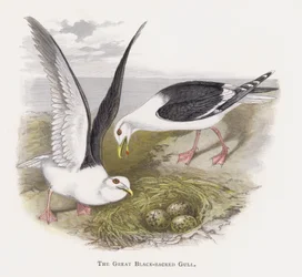 La gaviota tridáctila