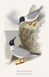 La Gaviota Menuda, La Gaviota de Bonaparte