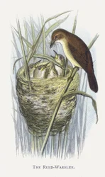 El Carricero Común