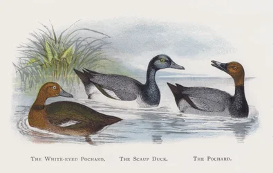 El porrón pardo, El porrón bastardo, El porrón común