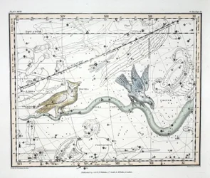 Las constelaciones (Placa XXVII) Hydra Continua, Crater, Covus, Centaurus et Lupus, de 