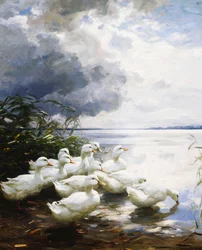 Patos en el borde del lago