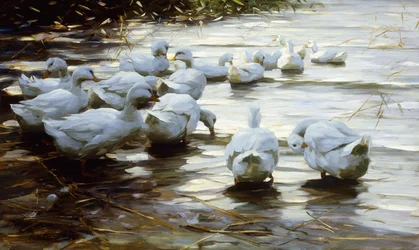 Patos en agua poco profunda