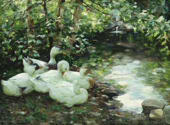 Cinco patos en el río, orilla pedregosa