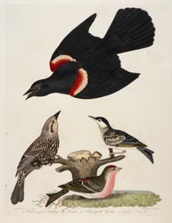 1. Estornino pinto. 2. Hembra. 3. Curruca capirotada. 4. Curruca capirotada