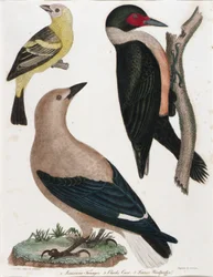Tangara de Luisiana, Cuervo de Clark, Carpintero de Lewis