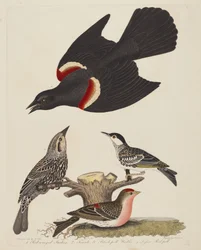 Tordo de alas rojas, hembra de tordo de alas rojas, reinita de corona negra y menor..., publicado 1808-1814.