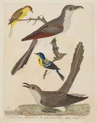 Cuco de Carolina, cuco de pico negro, reinita de dorso azul y amarillo y reinita de corona amarilla