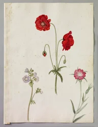 Amapola roja común, escalera de Jacob y neguilla