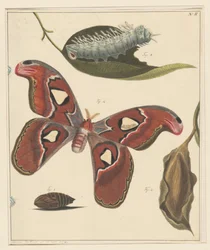Estudios de una oruga, una mariposa y una crisálida