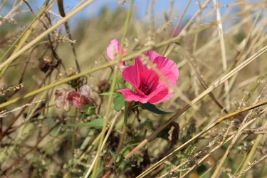 Florecer en el viento