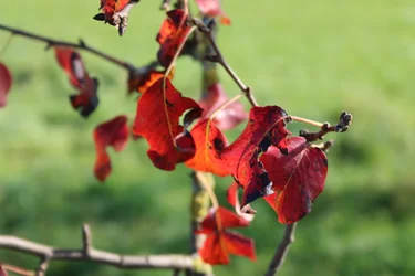Colores de otoño