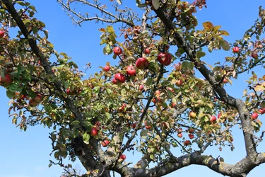 frutos rojos