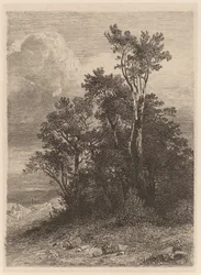 Arboleda