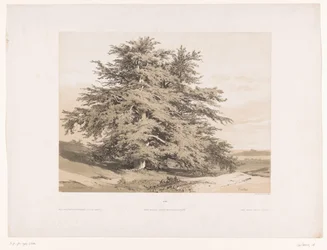 Paisaje con cedros
Cèdres (título en el objeto)