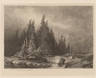 Pinos de Montaña