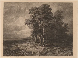 Árboles en una Tormenta