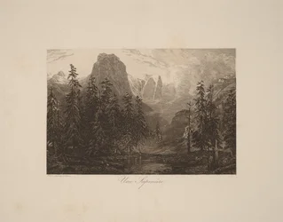 Un bosque de abetos