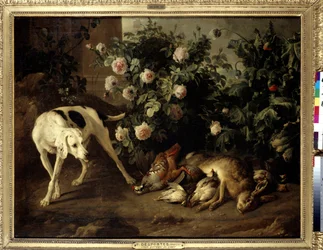 Perro cuidando el juego cerca de un arbusto de rosas