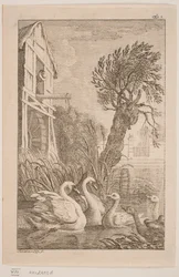 El ganso y el cisne