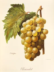 Uva Boisselot de A. Kreyder