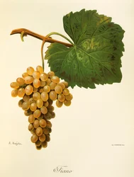 Uva Catarratto por A. Kreyder