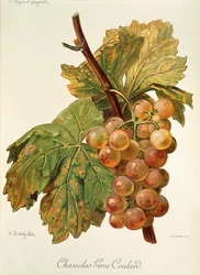 Uva Chasselas Gros Coulard de A. Kreyder