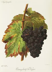 Uva Gamay Hatif des Vosges por A. Kreyder