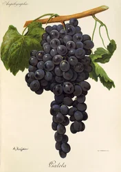 Uva Gateta de A. Kreyder