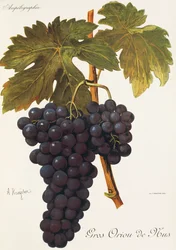 Uva Gros Oriou de Mus de A. Kreyder