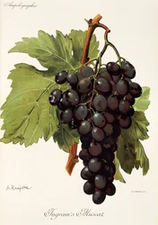Uva moscatel de Ingram por A. Kreyder