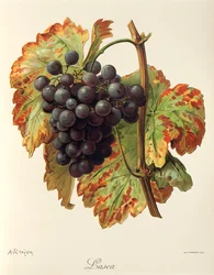 Uva Lasca por A. Kreyder