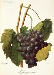 Uva Luglienga Nera de A Kreyder