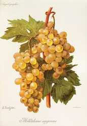 Uva Madeleine Angevine de A. Kreyder