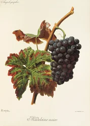Uva Madeleine Noire de A. Kreyder