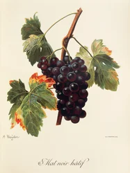 Uva Mat Noir Hatif de A. Kreyder