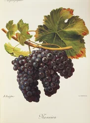 Uva Mevoeira de A. Kreyder