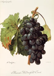 Uva Muscat Madrefield Court de A. Kreyder